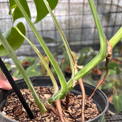 RP6-8 Monstera Albo Variegated