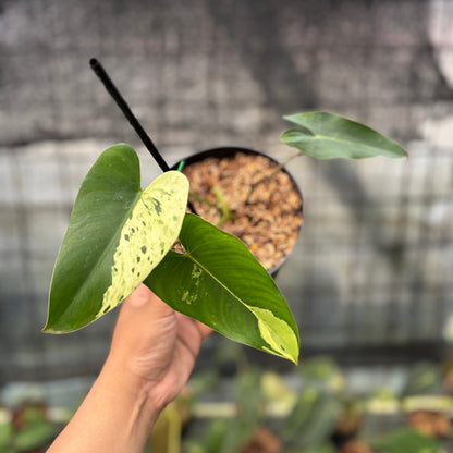 RP7-8 Philodendron Ilsemani Variegated
