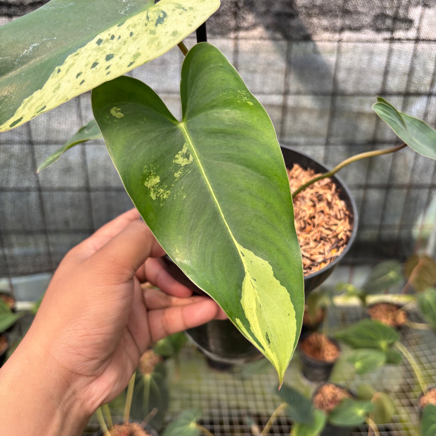 RP7-8 Philodendron Ilsemani Variegated