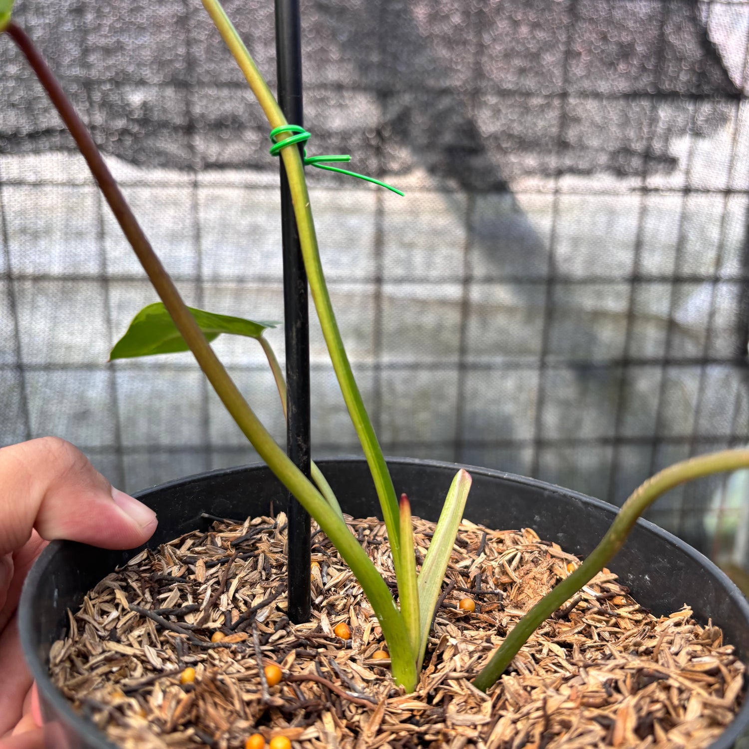 RP7-8 Philodendron Ilsemani Variegated