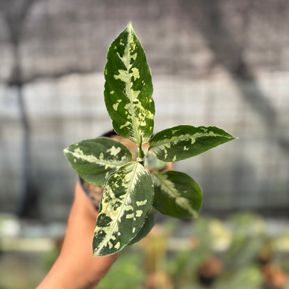 RP14-8 Aglaonema Pictum Beecolor Variegated