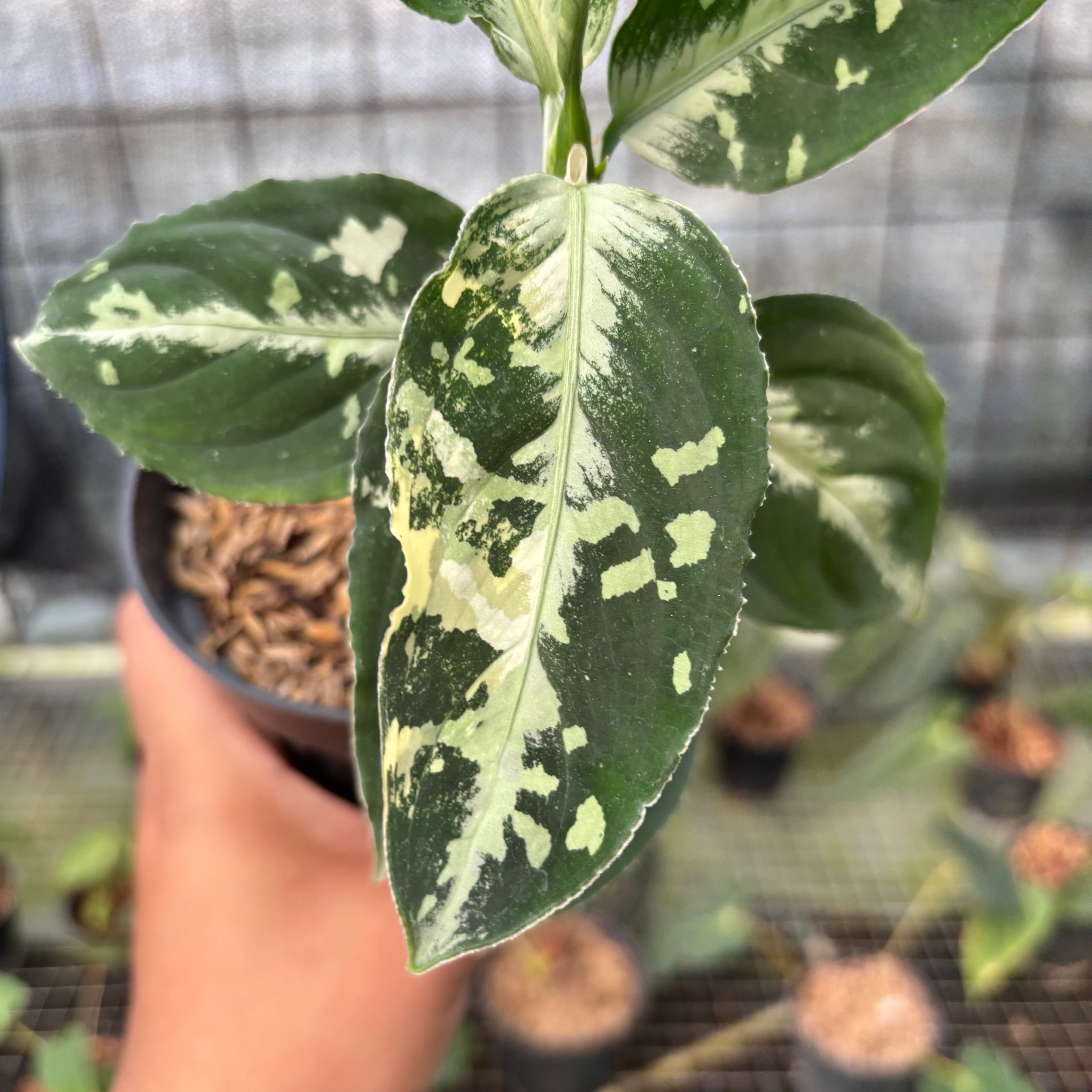 RP14-8 Aglaonema Pictum Beecolor Variegated