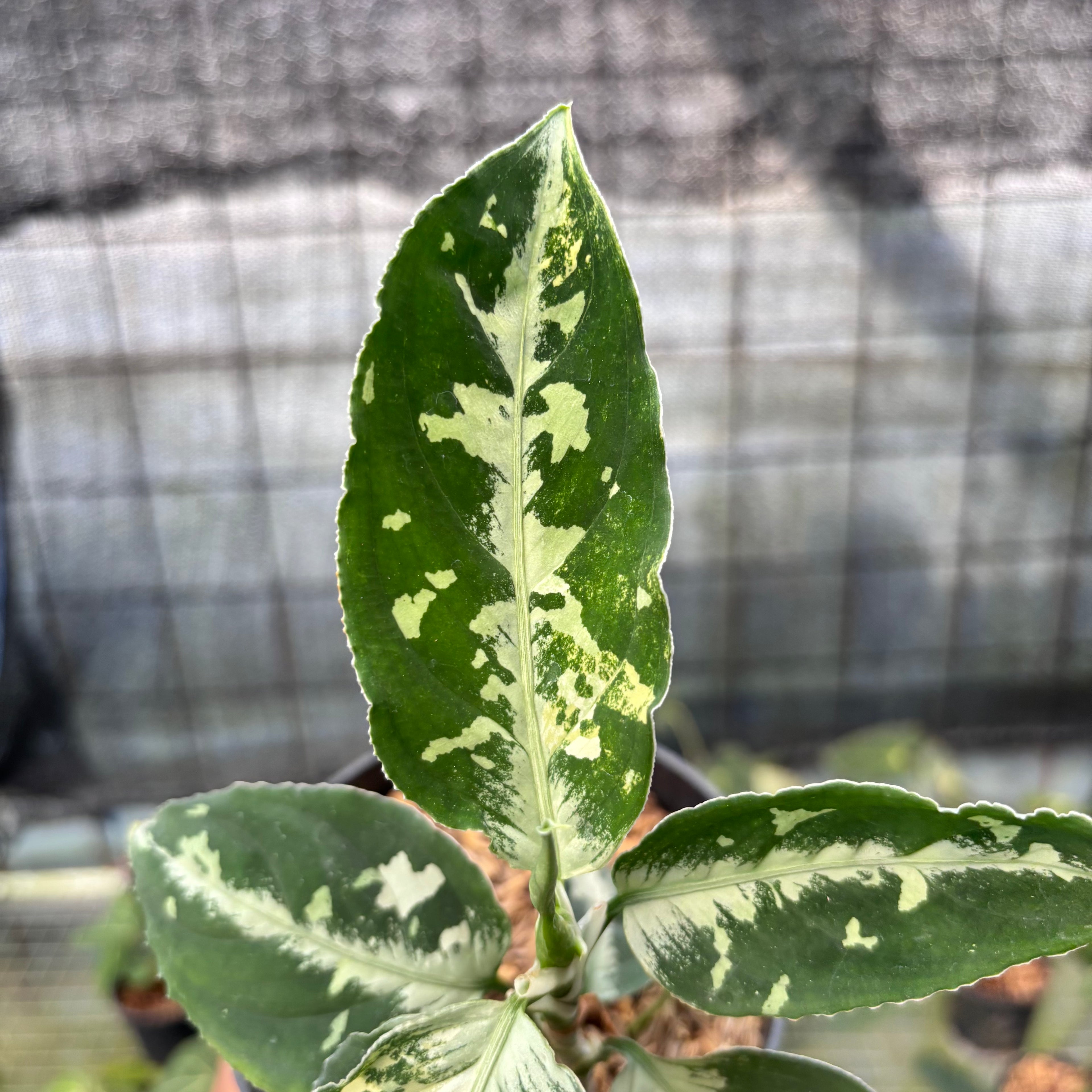 RP14-8 Aglaonema Pictum Beecolor Variegated