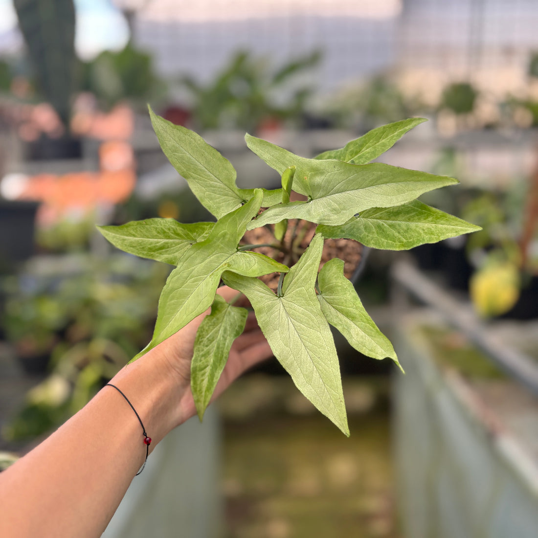 RP45-9	Syngonium White Narrow