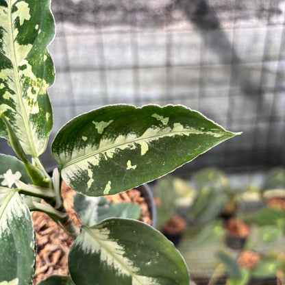 RP14-8 Aglaonema Pictum Beecolor Variegated