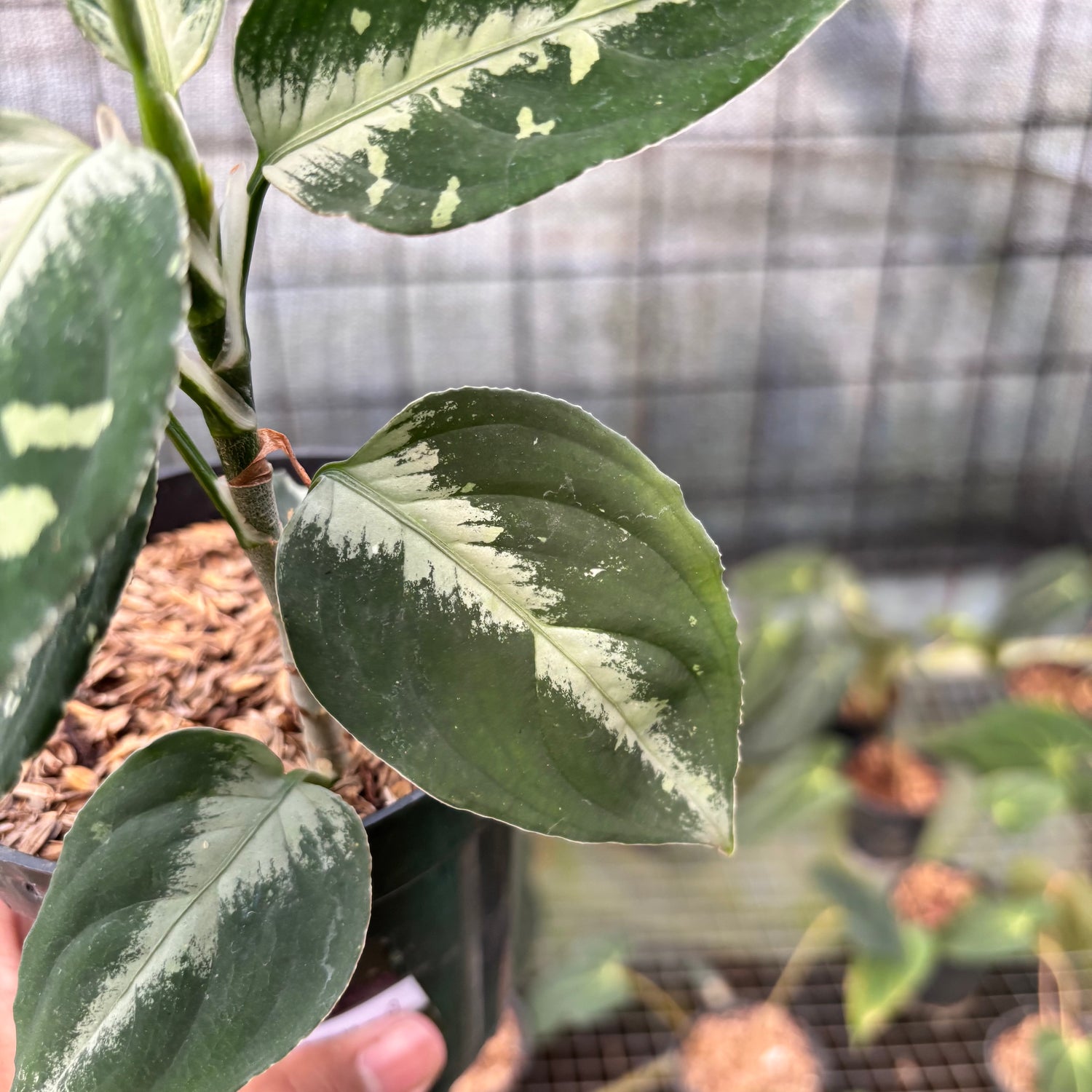 RP14-8 Aglaonema Pictum Beecolor Variegated