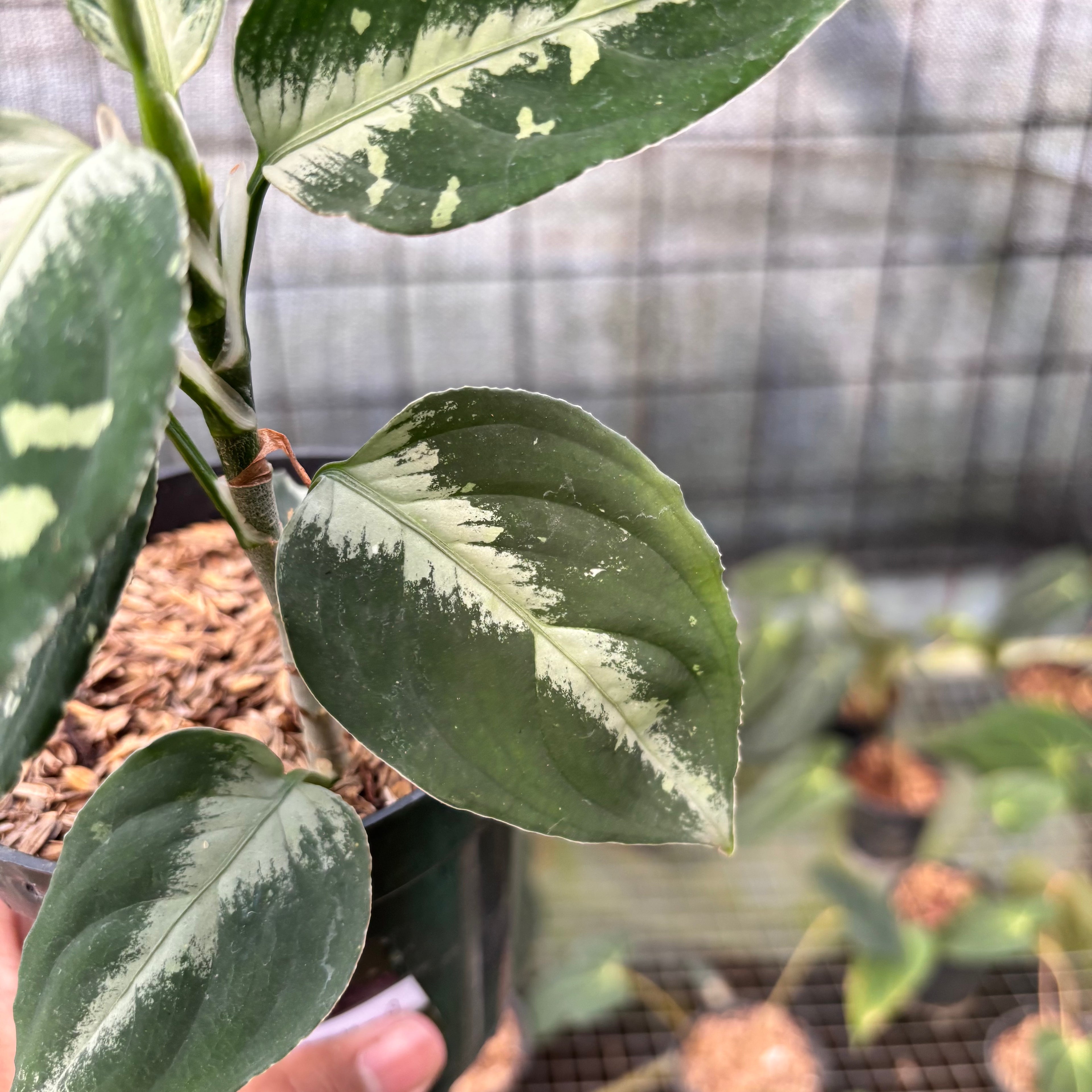 RP14-8 Aglaonema Pictum Beecolor Variegated