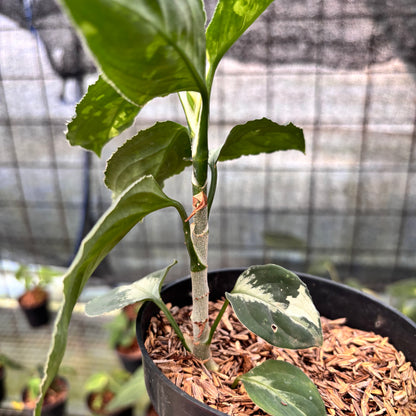 RP14-8 Aglaonema Pictum Beecolor Variegated