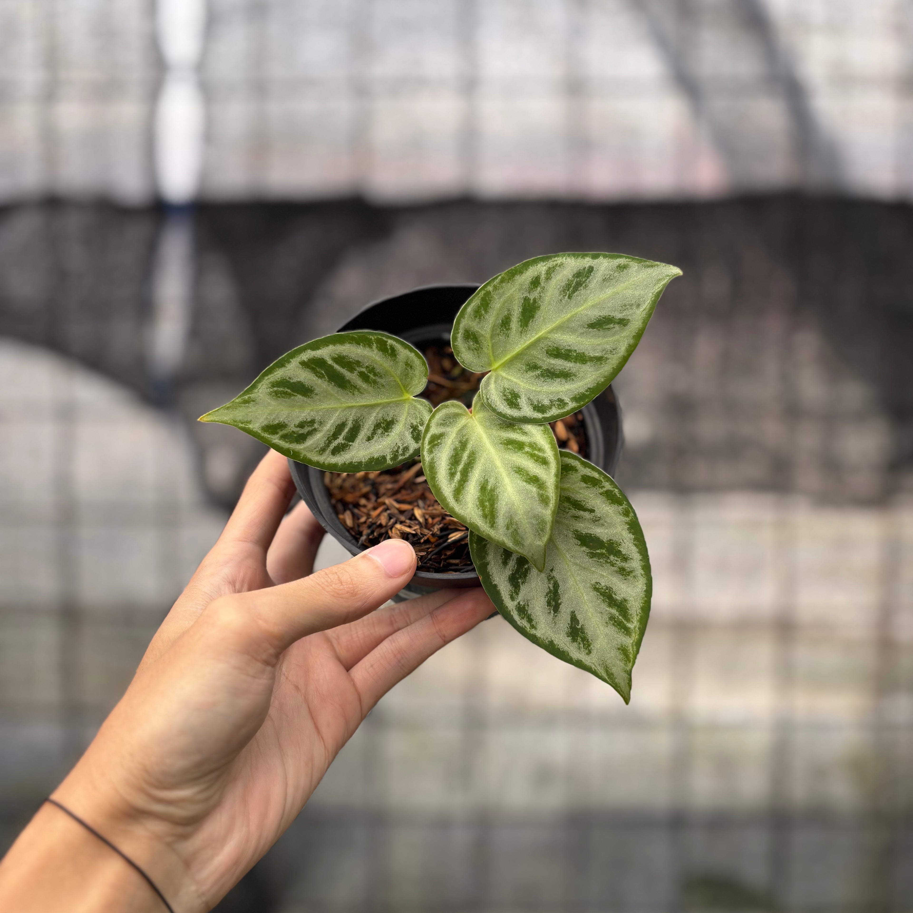 RP13-8 Anthurium Silver Chrome