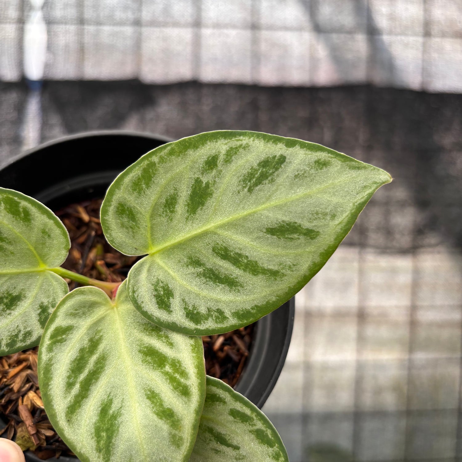 RP13-8 Anthurium Silver Chrome