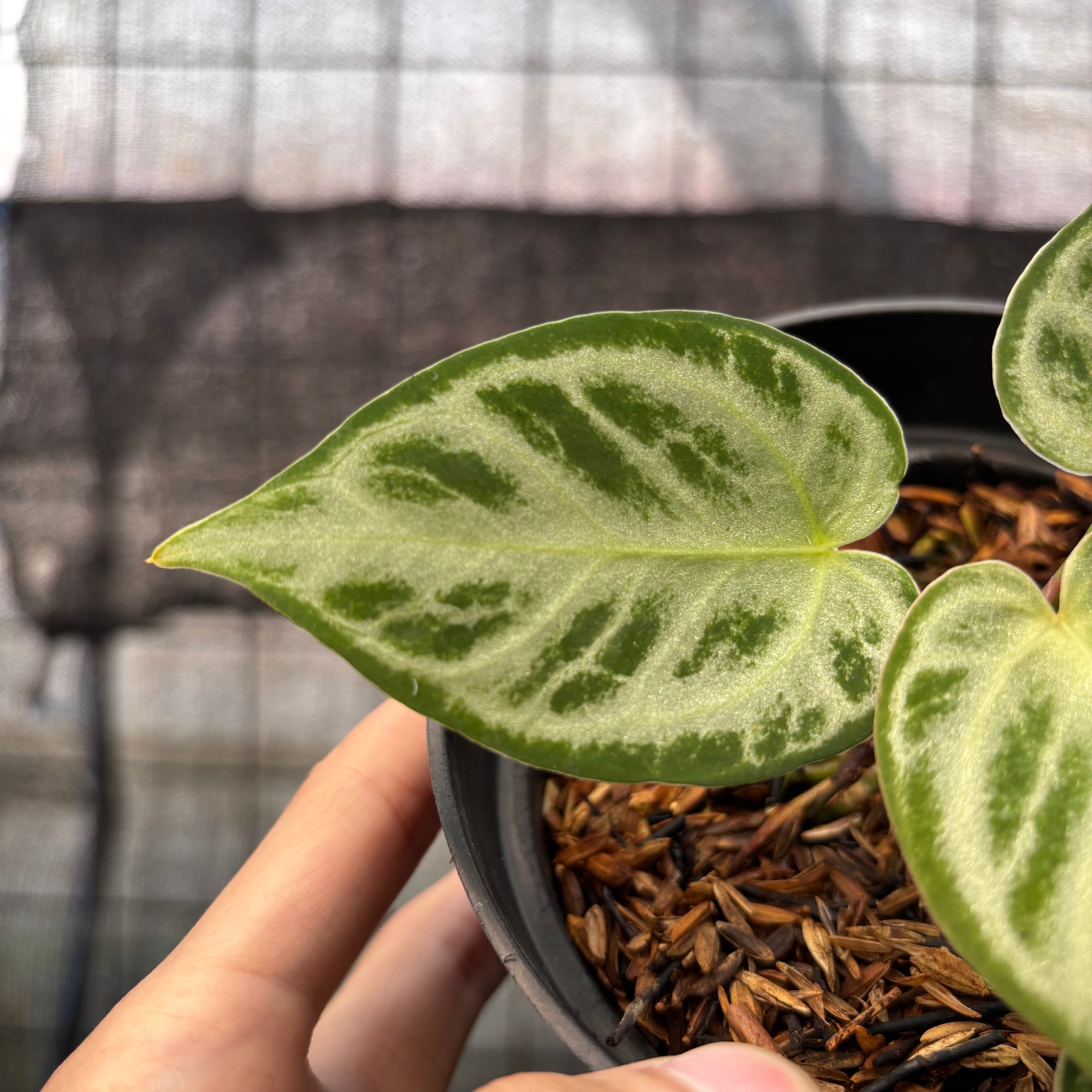 RP13-8 Anthurium Silver Chrome