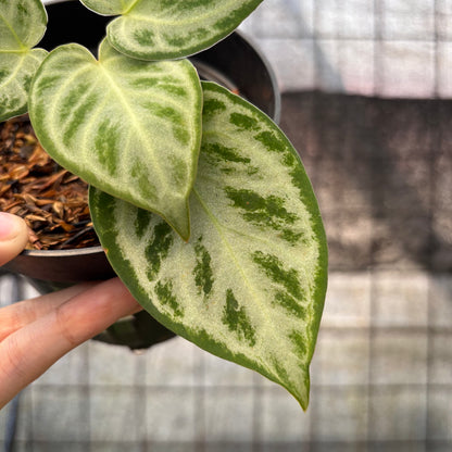RP13-8 Anthurium Silver Chrome