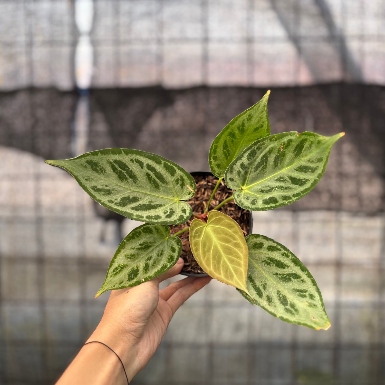 RP12-8 Anthurium Silver Chrome