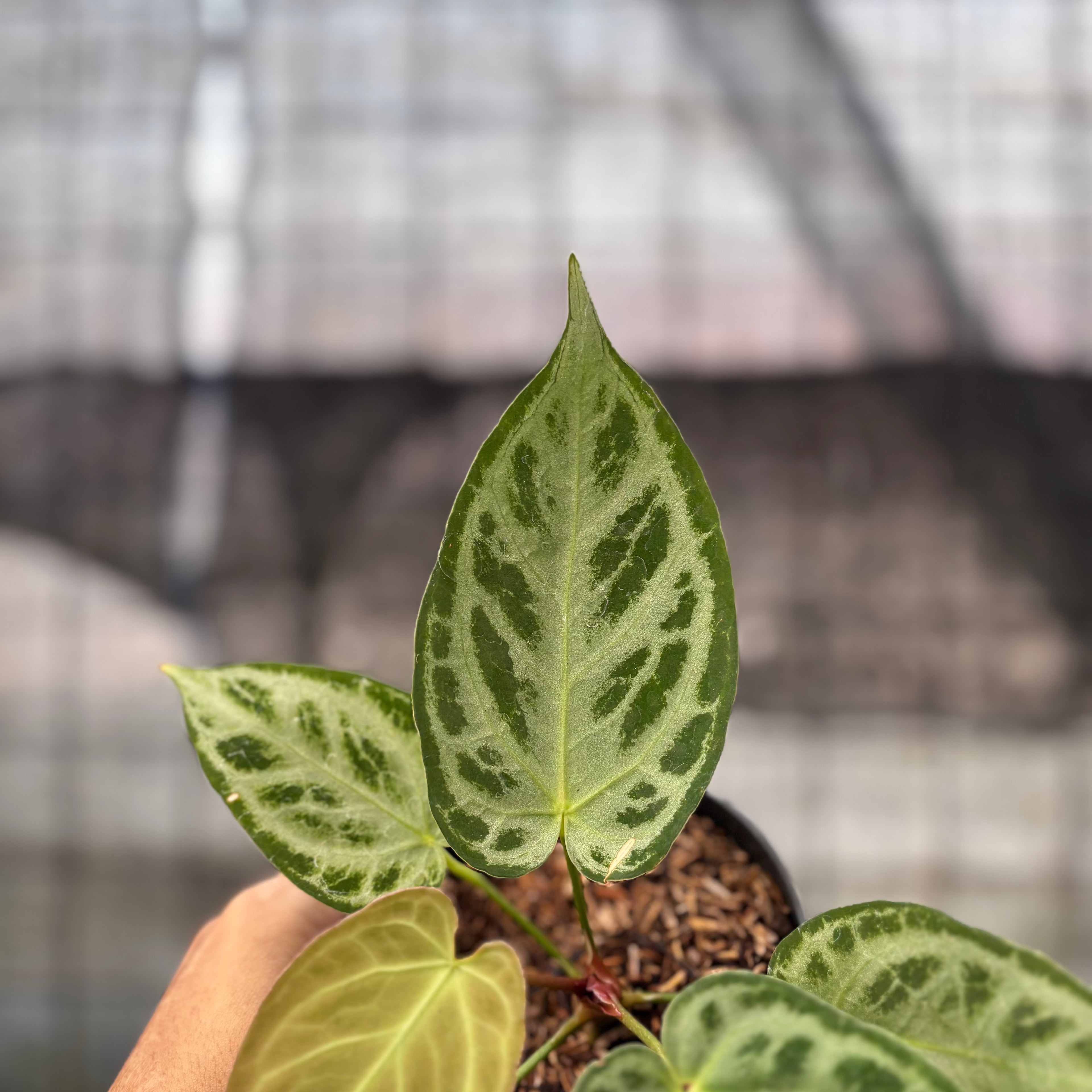 RP12-8 Anthurium Silver Chrome