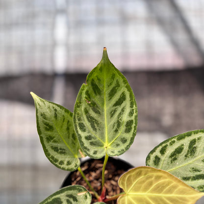 RP12-8 Anthurium Silver Chrome