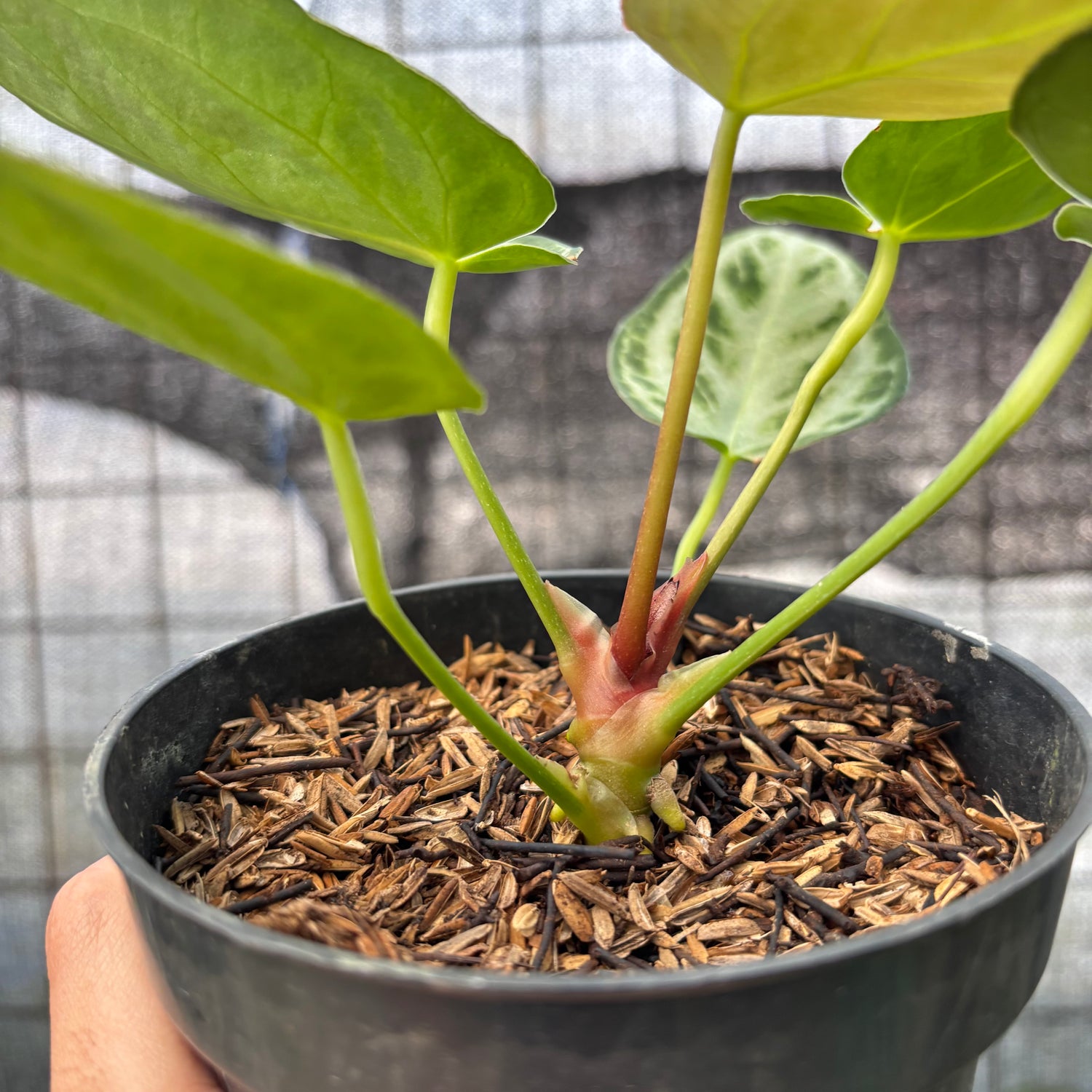 RP12-8 Anthurium Silver Chrome