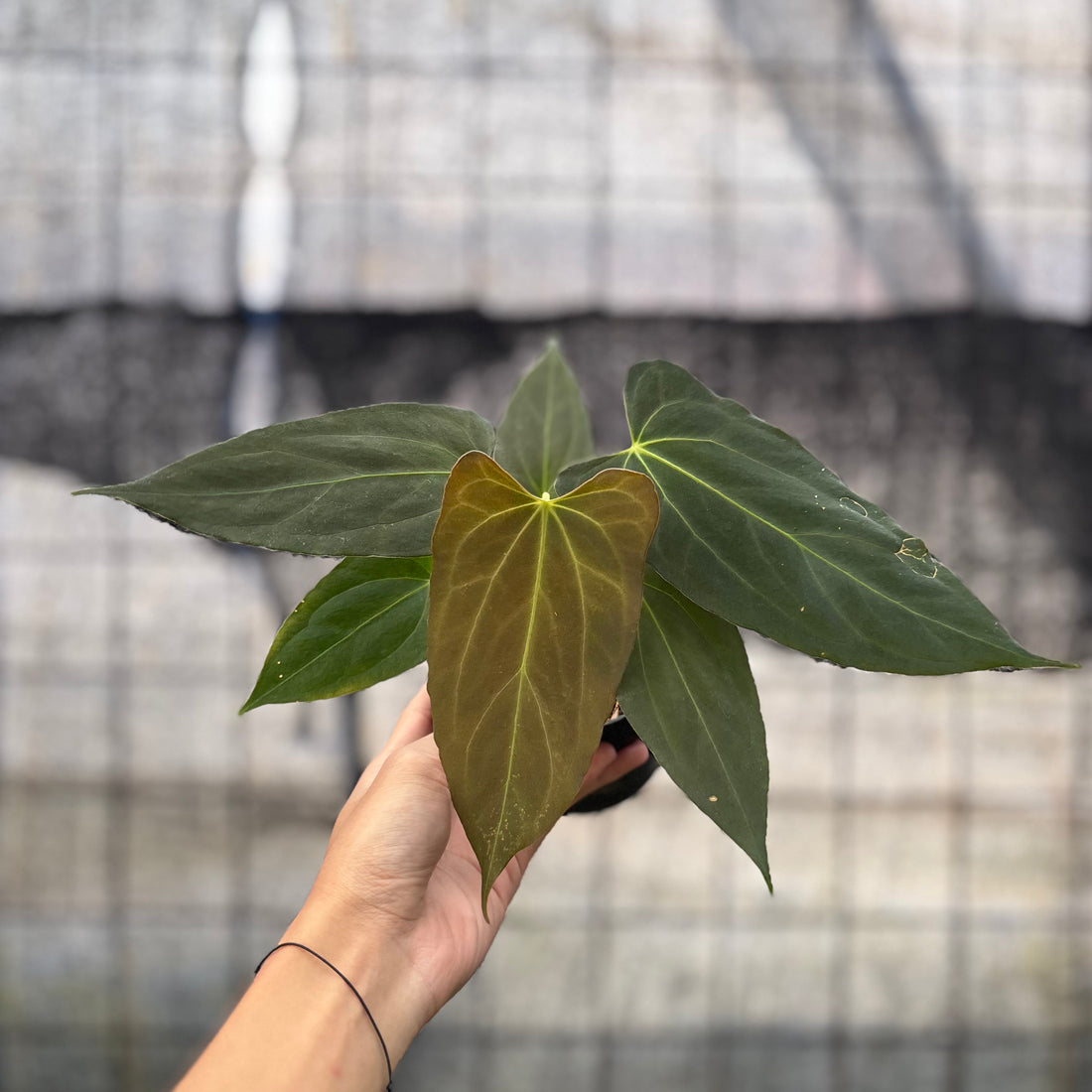 RP11-8 Anthurium Fortsherman x GOG