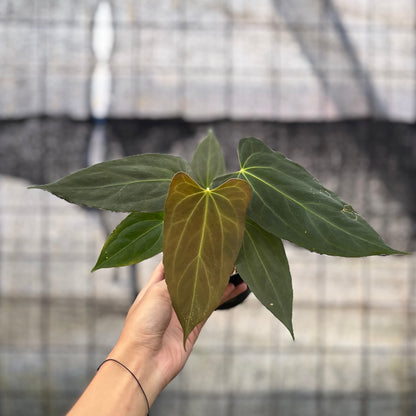 RP11-8 Anthurium Fortsherman x GOG