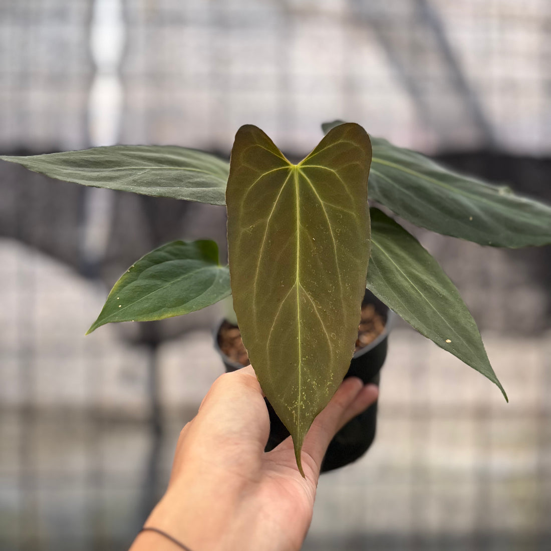 RP11-8 Anthurium Fortsherman x GOG