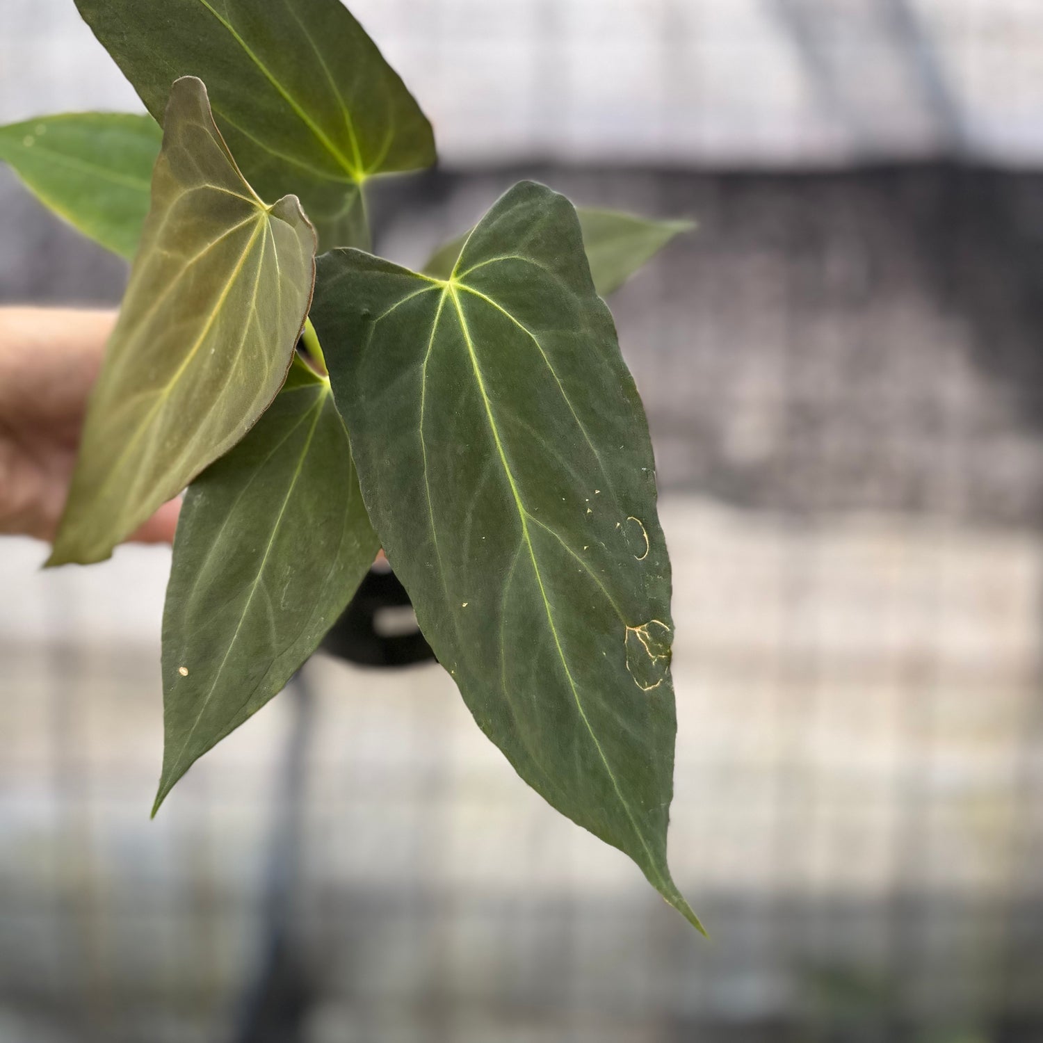 RP11-8 Anthurium Fortsherman x GOG