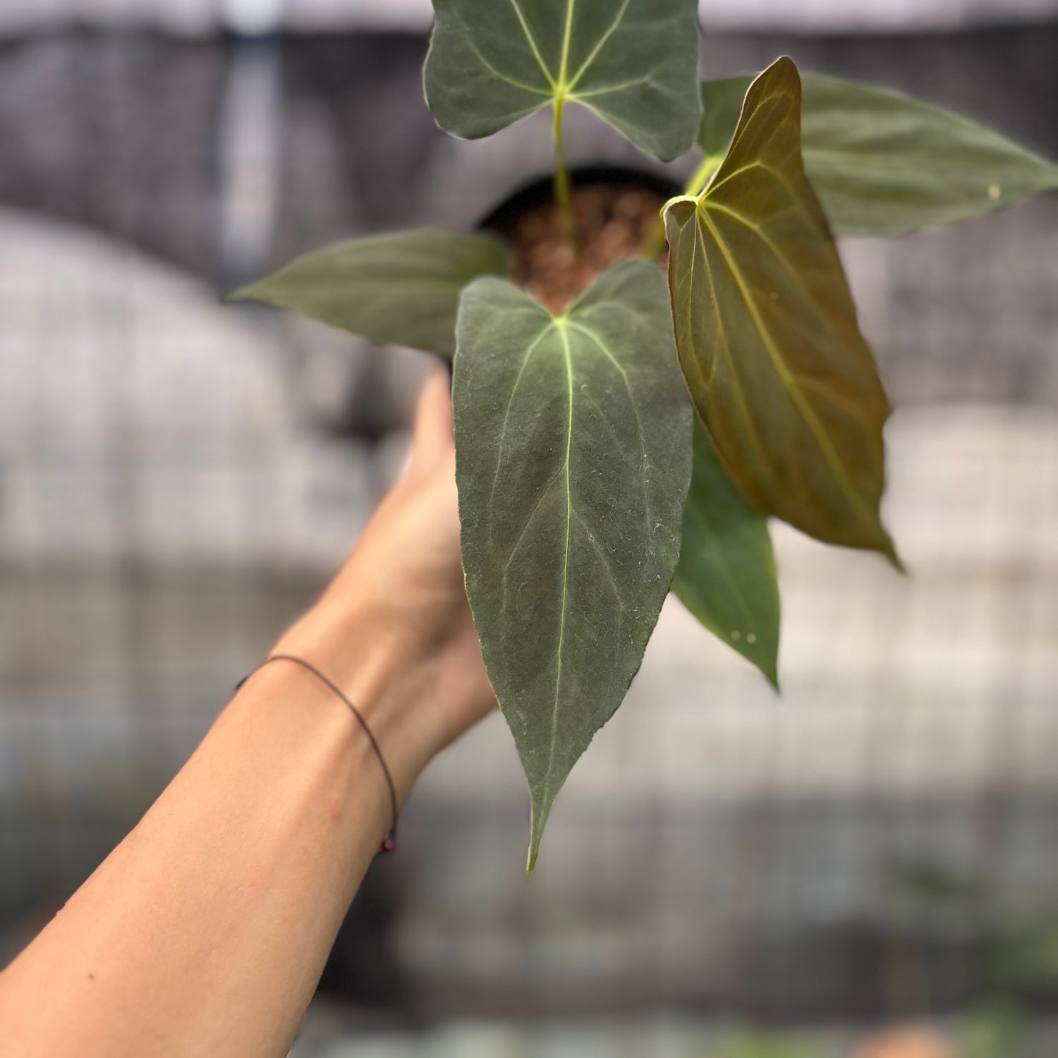 RP11-8 Anthurium Fortsherman x GOG
