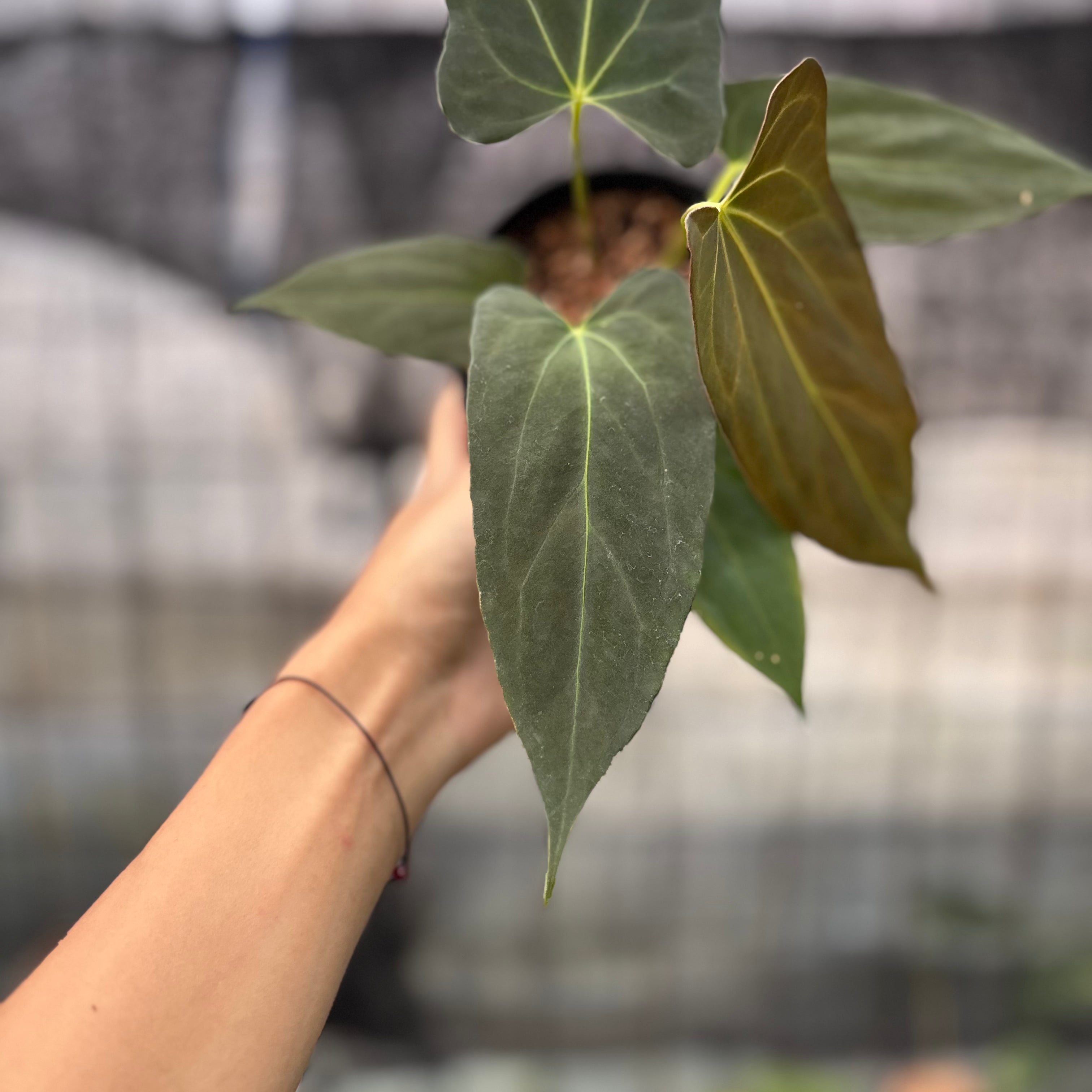 RP11-8 Anthurium Fortsherman x GOG