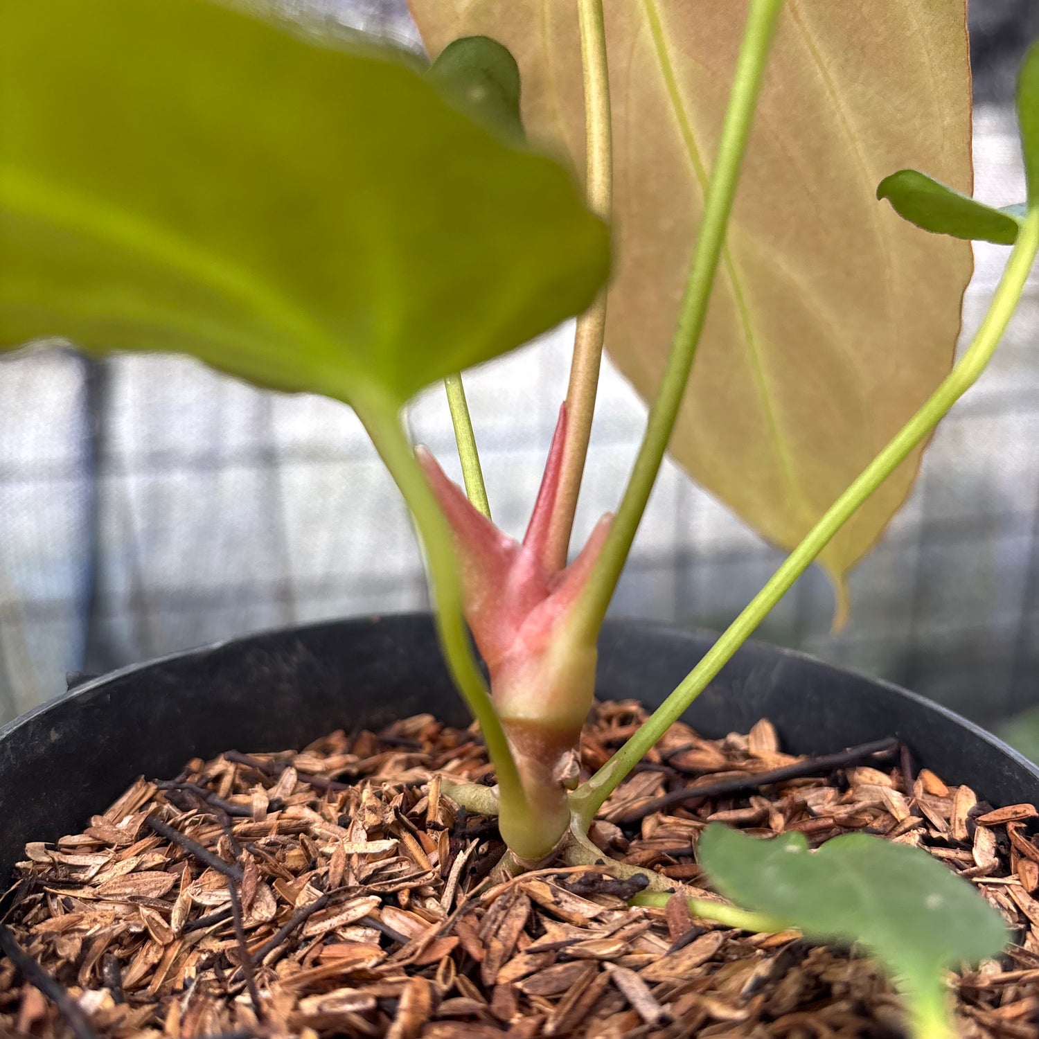 RP11-8 Anthurium Fortsherman x GOG