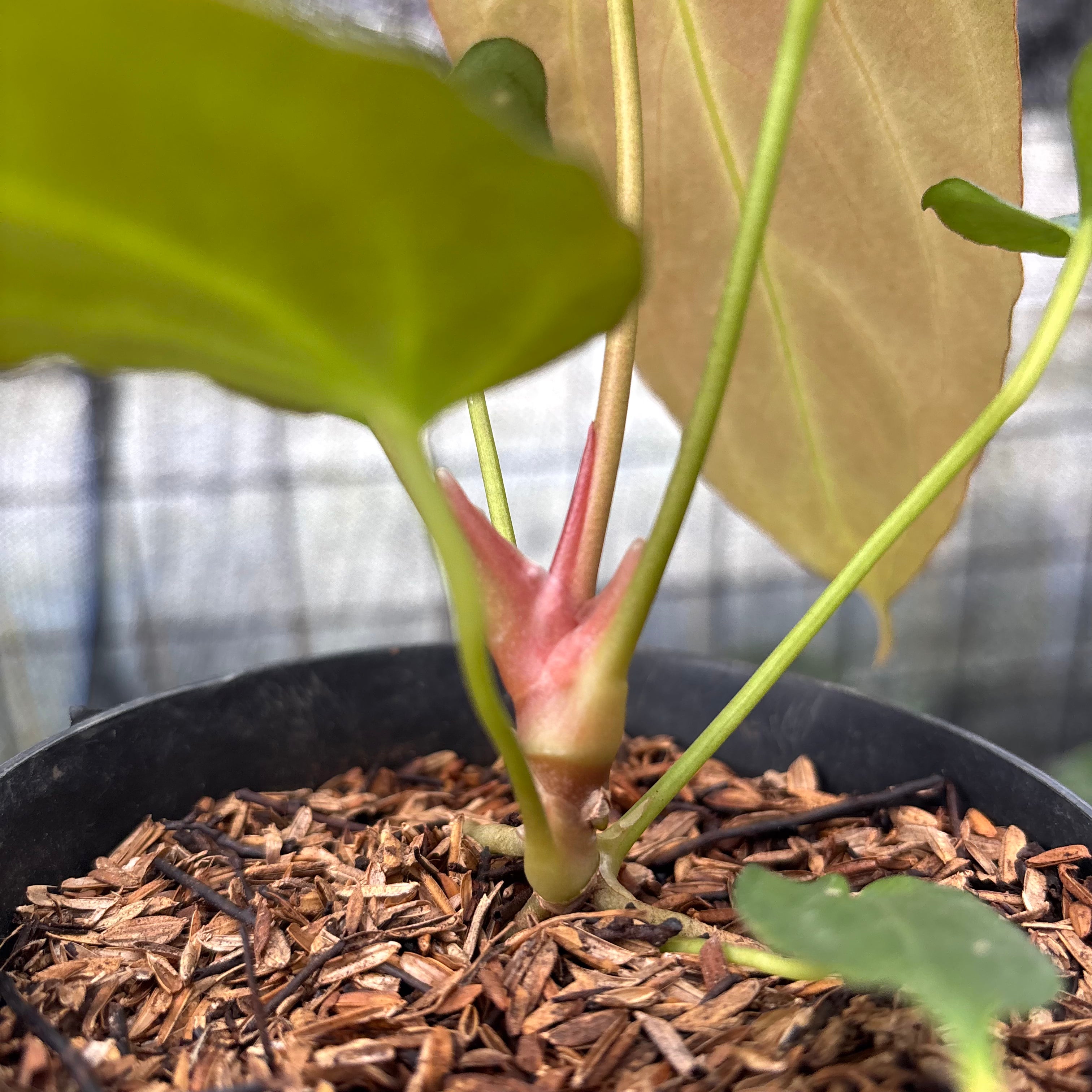 RP11-8 Anthurium Fortsherman x GOG