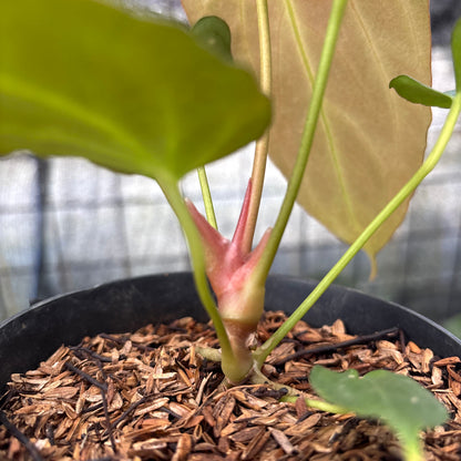 RP11-8 Anthurium Fortsherman x GOG