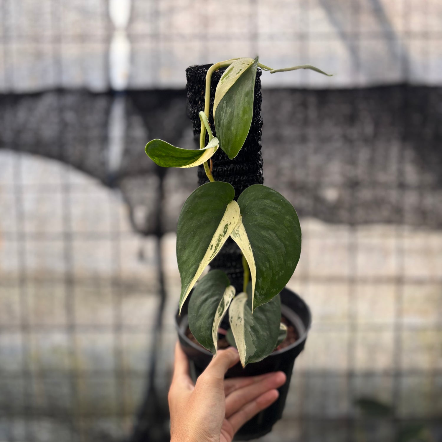 RP10-8 Scindapsus Jade Satin Halfmoon