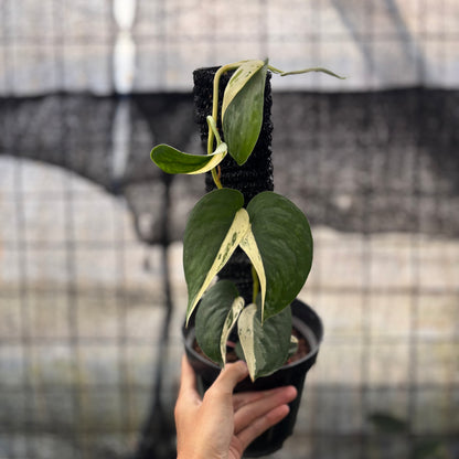 RP10-8 Scindapsus Jade Satin Halfmoon