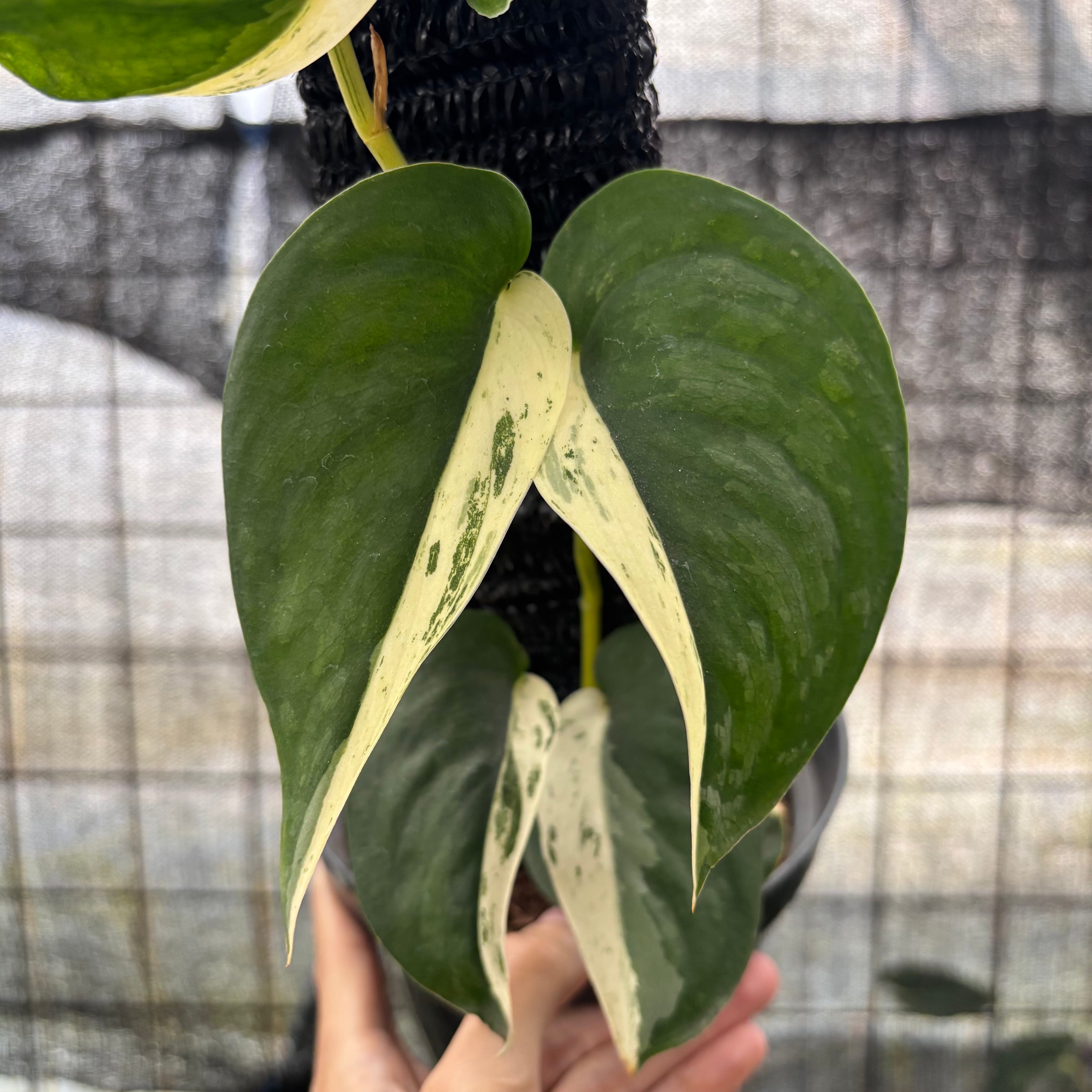 RP10-8 Scindapsus Jade Satin Halfmoon