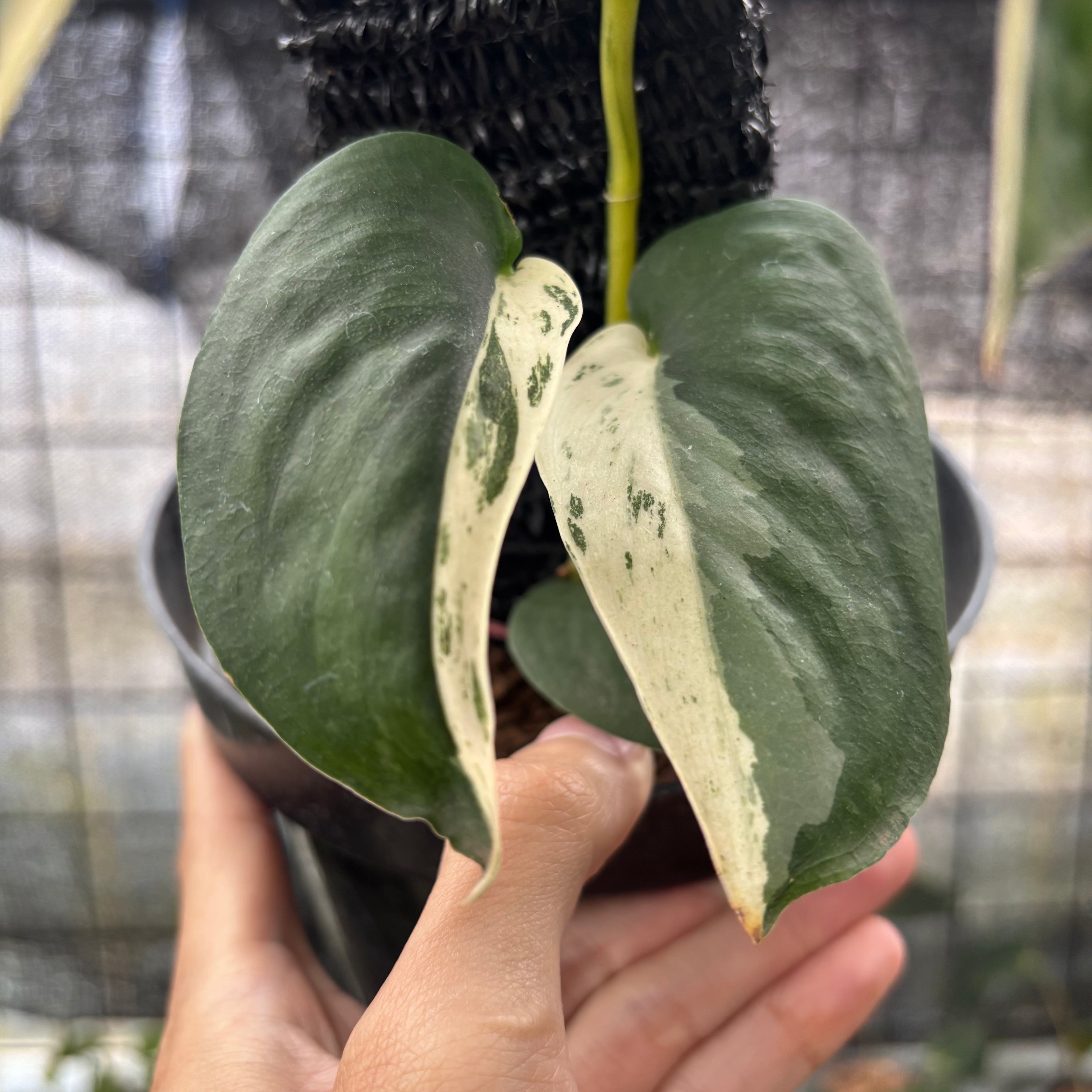 RP10-8 Scindapsus Jade Satin Halfmoon