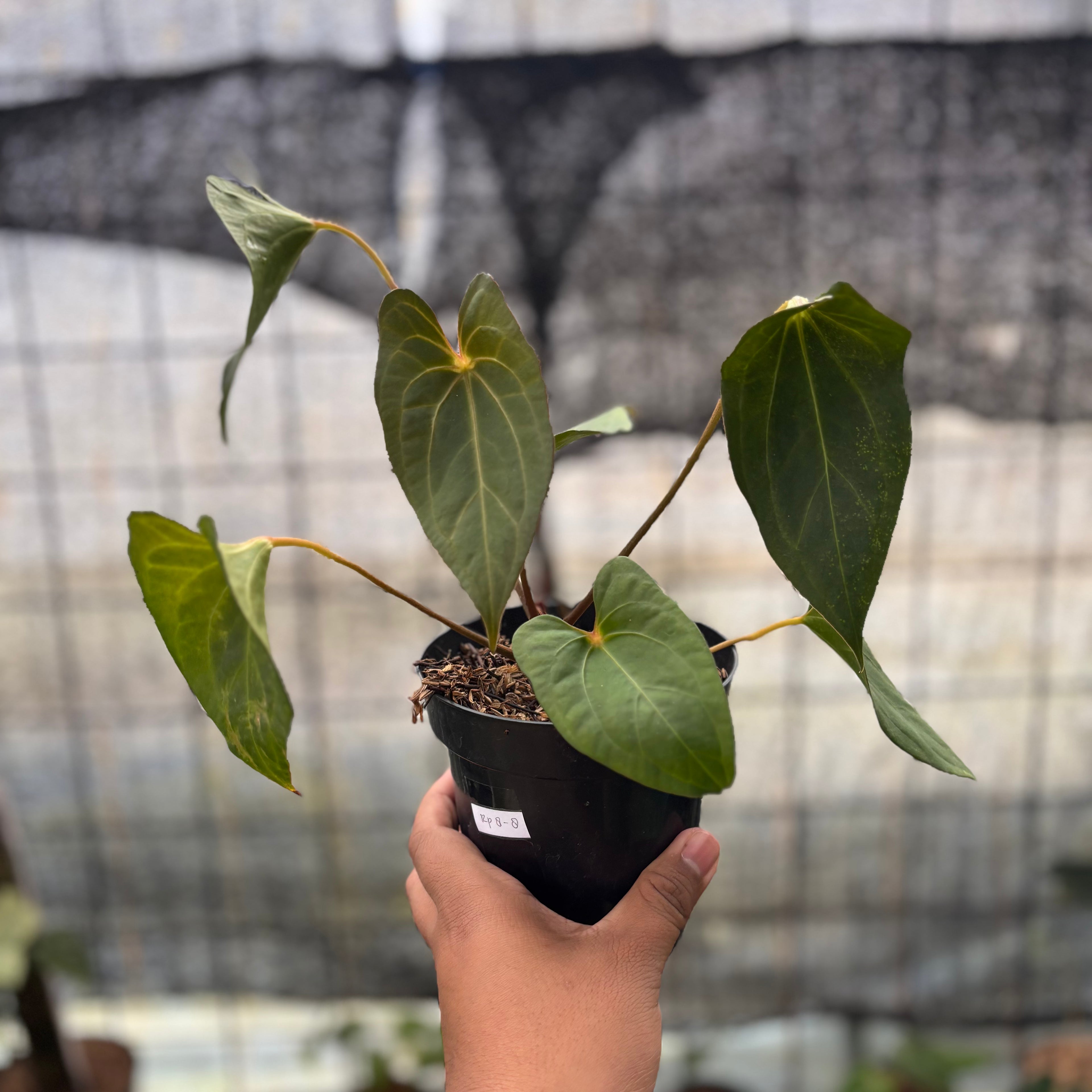 RP8-8 Anthurium Red Spider x Corong