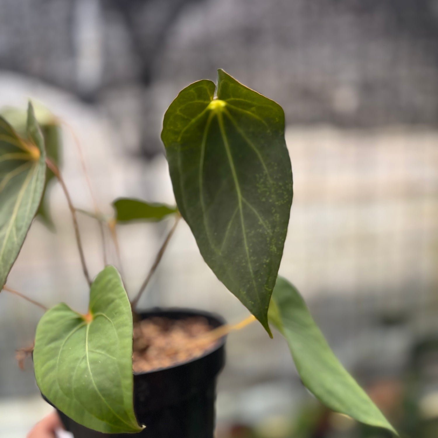 RP8-8 Anthurium Red Spider x Corong
