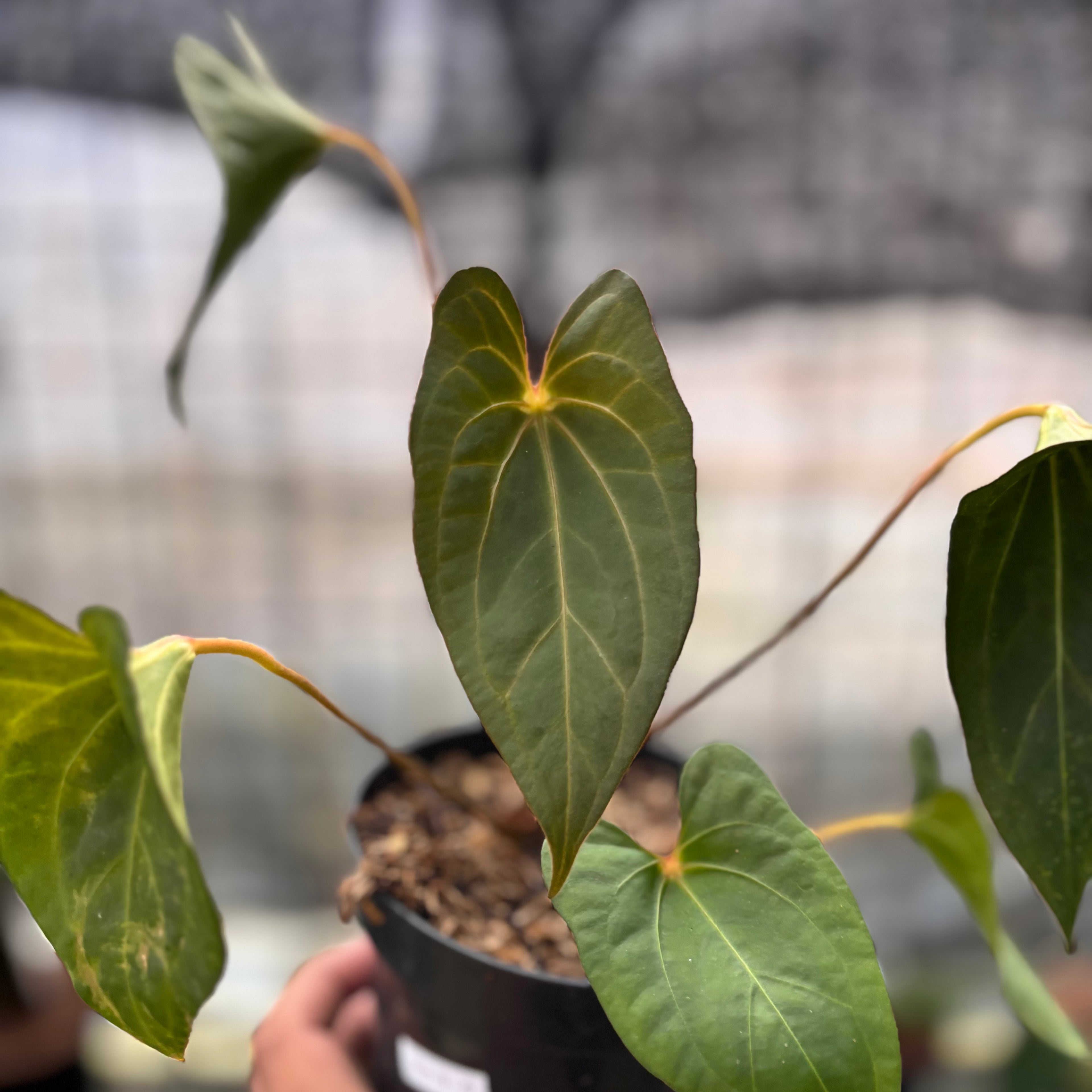 RP8-8 Anthurium Red Spider x Corong