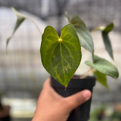 RP8-8 Anthurium Red Spider x Corong