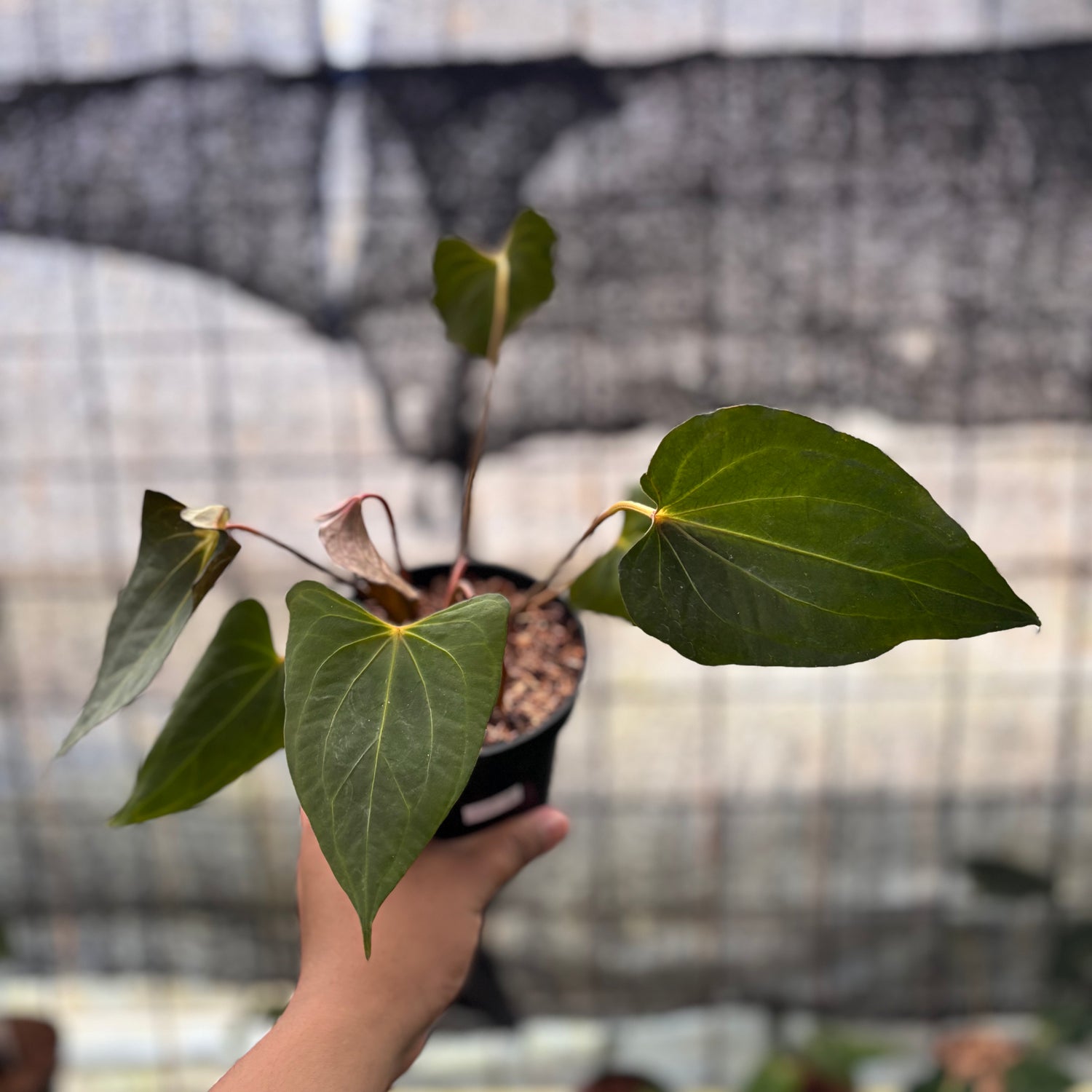 RP9-8 Anthurium Red Spider x Corong