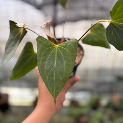 RP9-8 Anthurium Red Spider x Corong