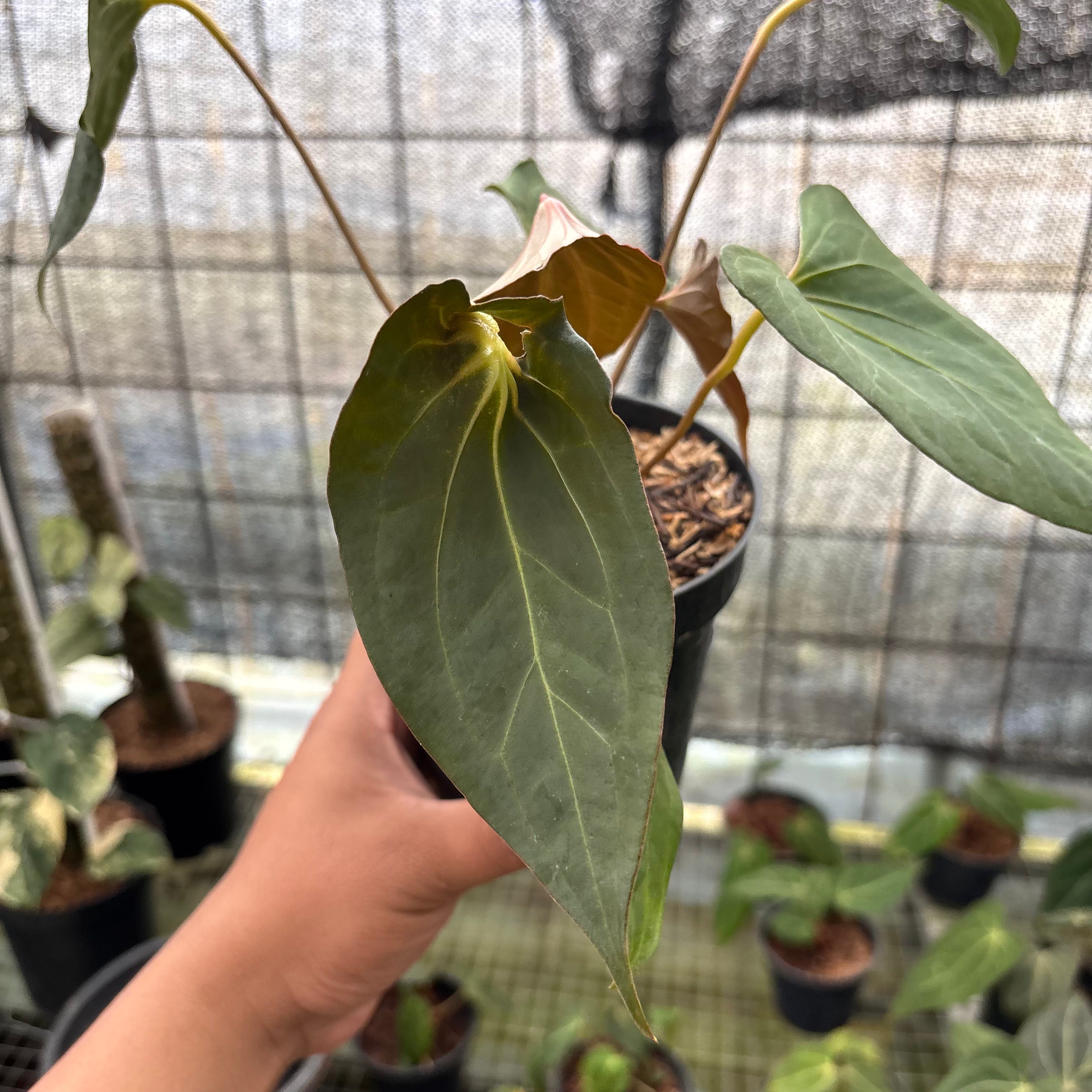 RP9-8 Anthurium Red Spider x Corong