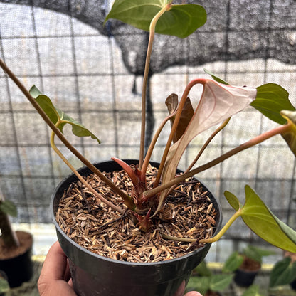 RP9-8 Anthurium Red Spider x Corong