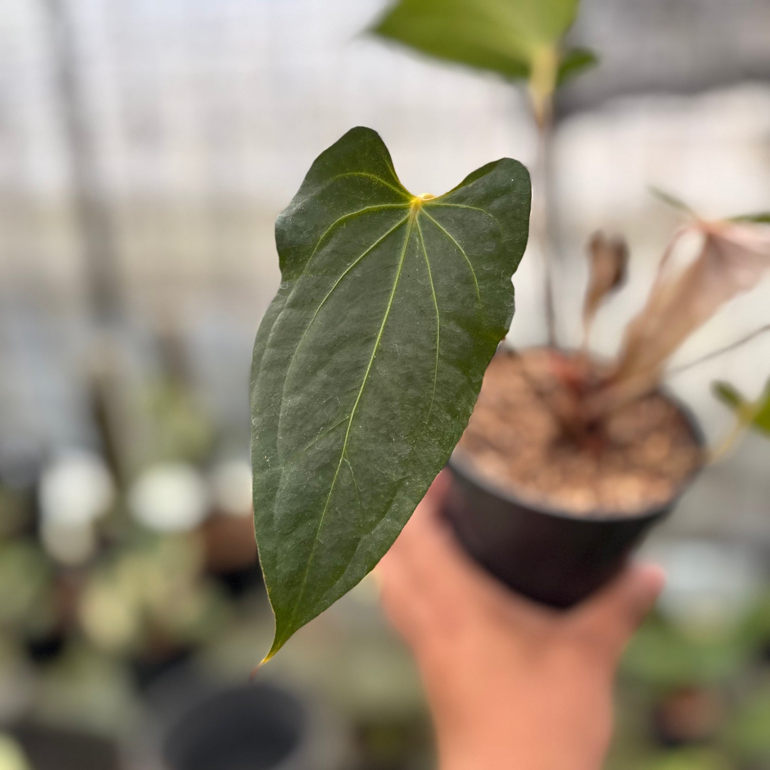RP9-8 Anthurium Red Spider x Corong