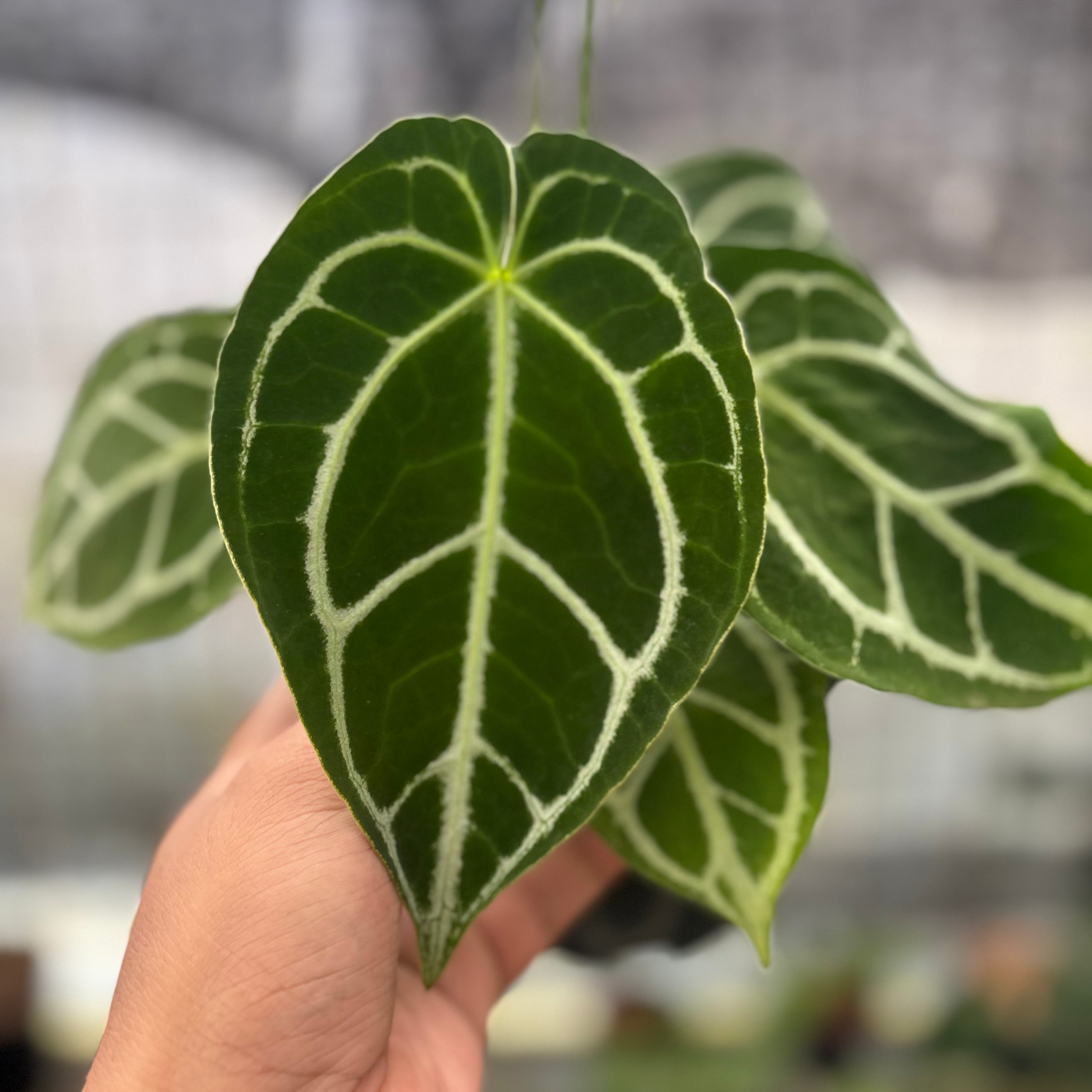RP16-8 Anthurium Crystallinum Ortodox