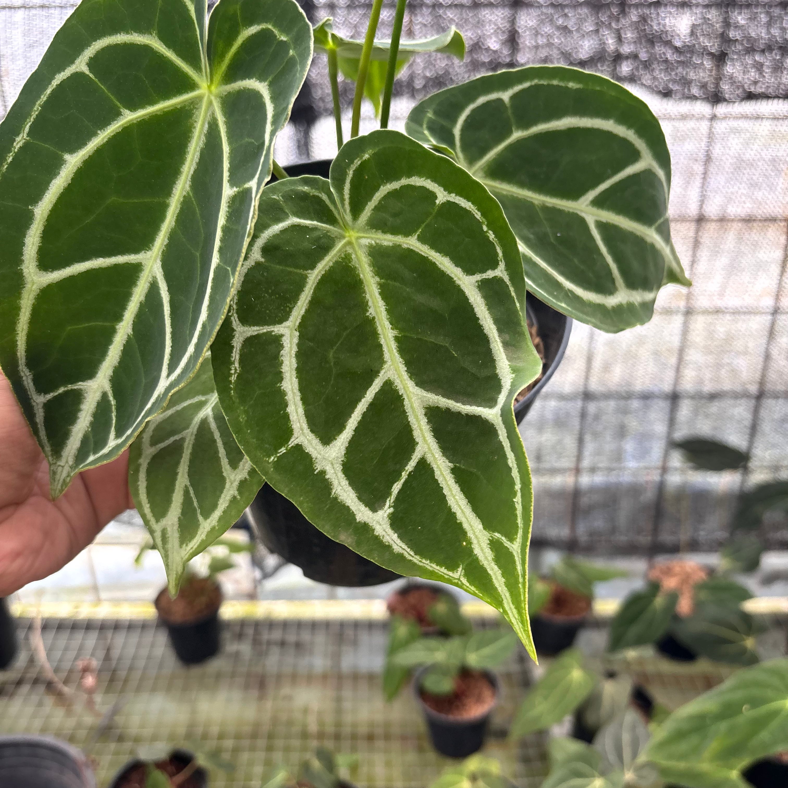 RP16-8 Anthurium Crystallinum Ortodox