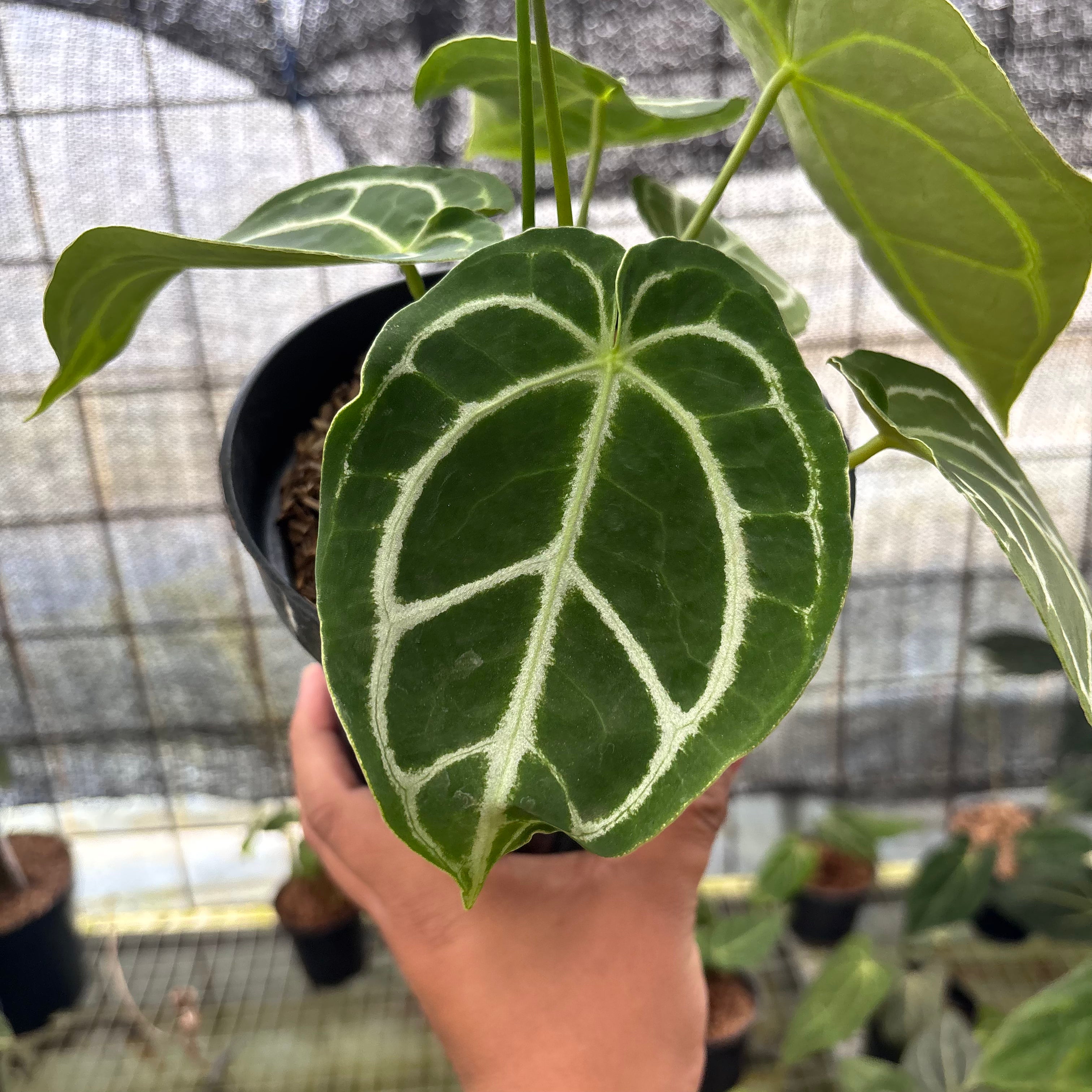 RP16-8 Anthurium Crystallinum Ortodox