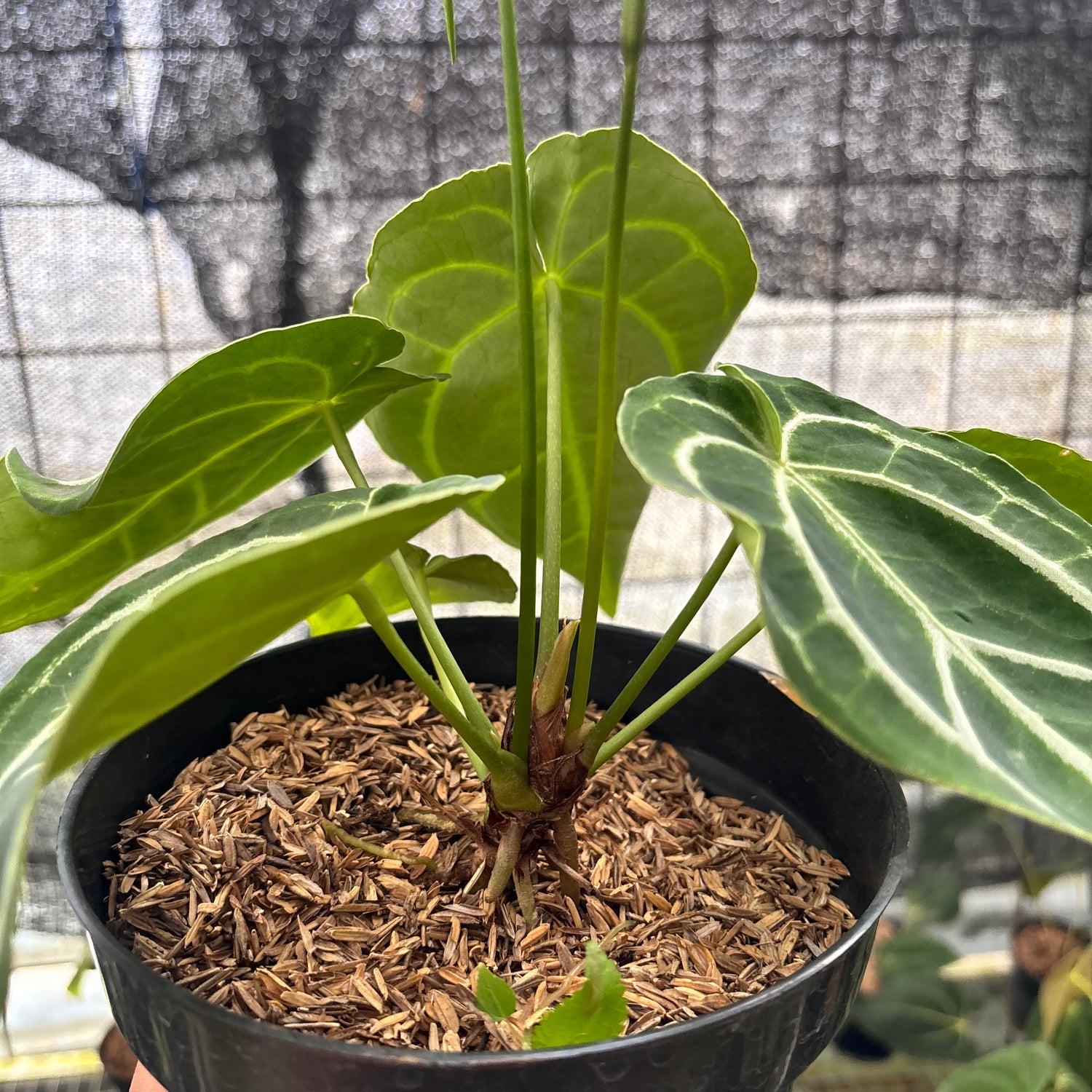 RP16-8 Anthurium Crystallinum Ortodox