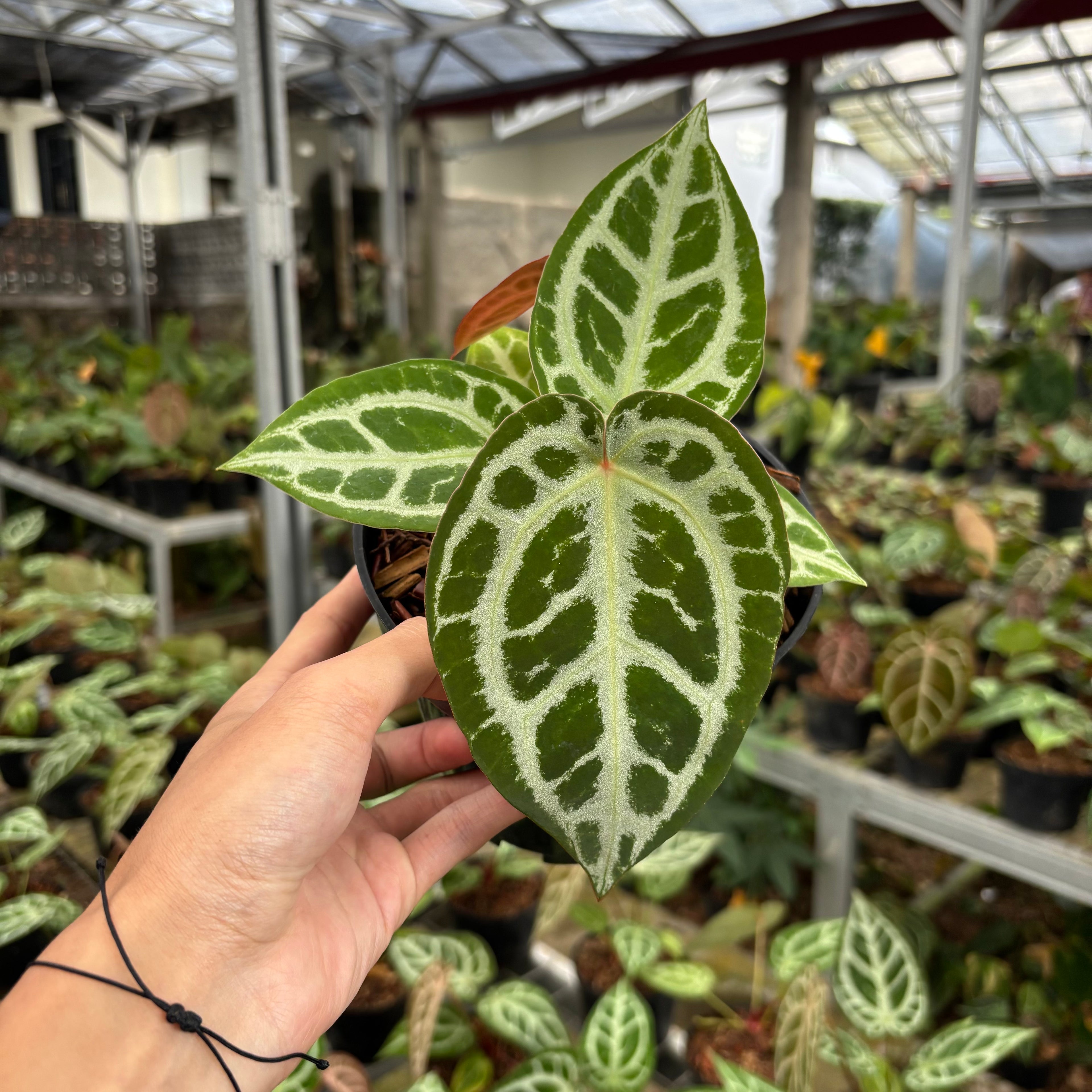 Anthurium Silver Chrome x Michelle