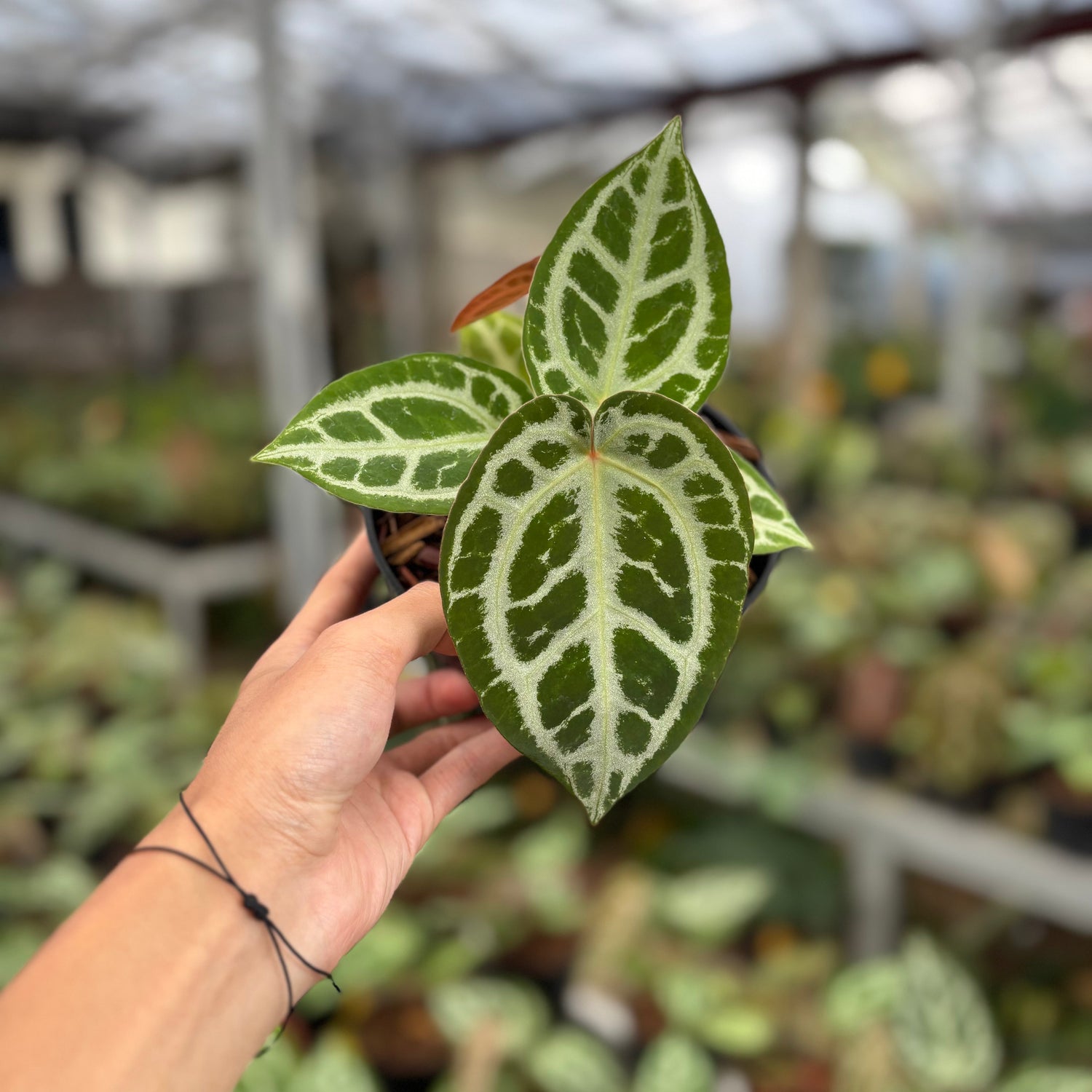 🎁 Anthurium Silver Chrome x Michelle (100% off)