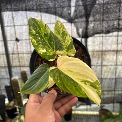 RP15-8 Philodendron Gloriosum Treecolor