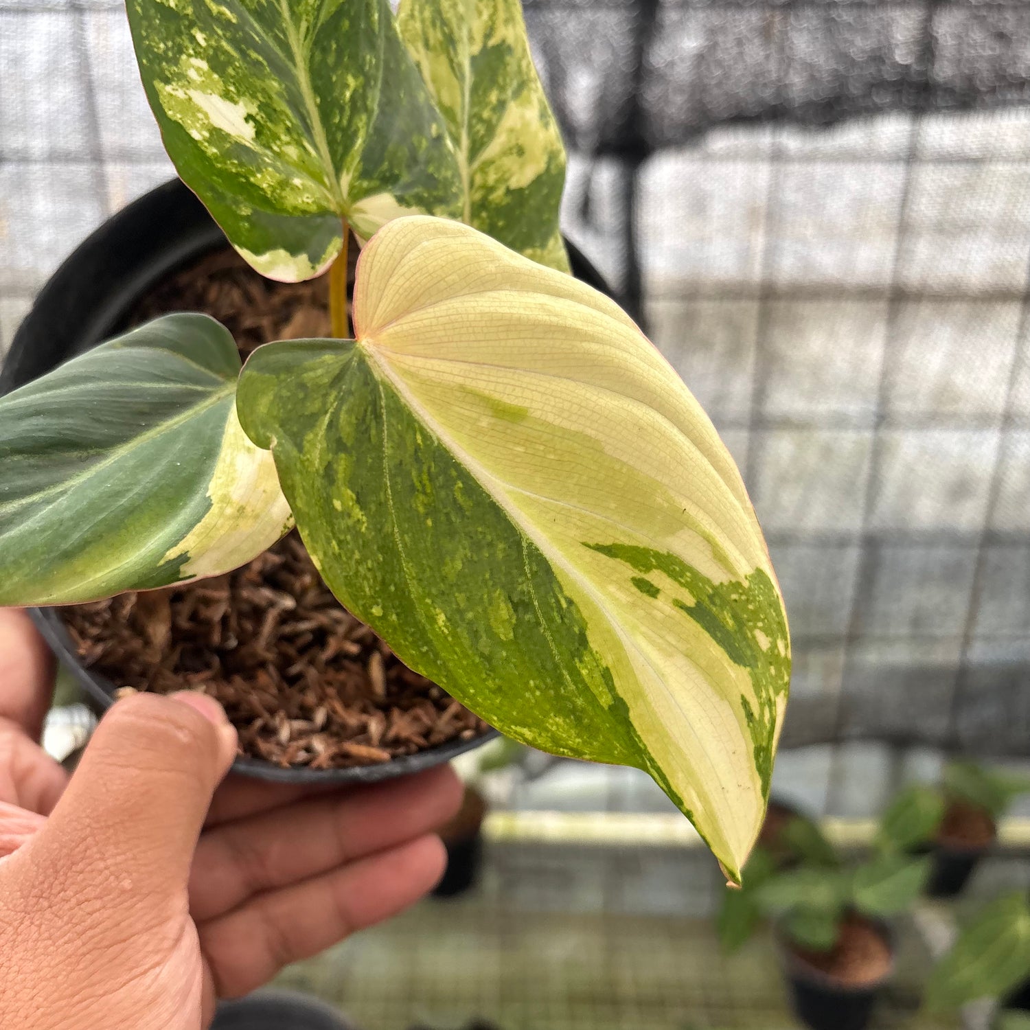 RP15-8 Philodendron Gloriosum Treecolor